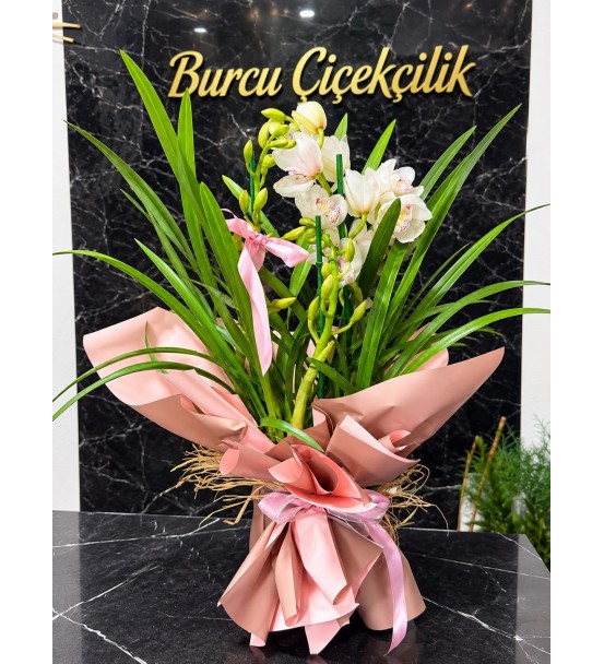 PEMBE CYMBIDIUM ORKİDE